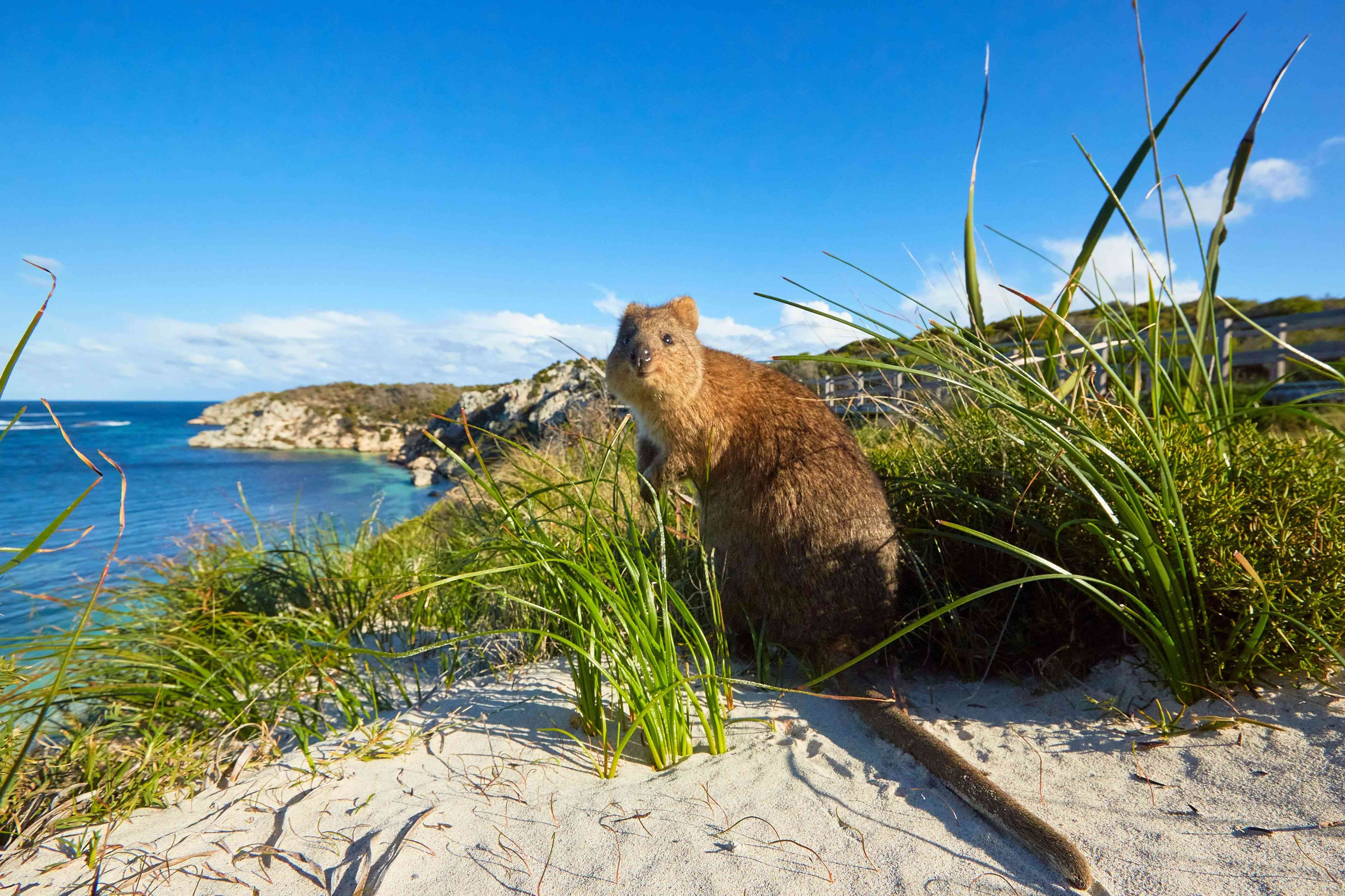 Rottnest Island