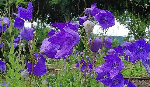 🏯 곡성사(고쿠쇼지) 이미지 11