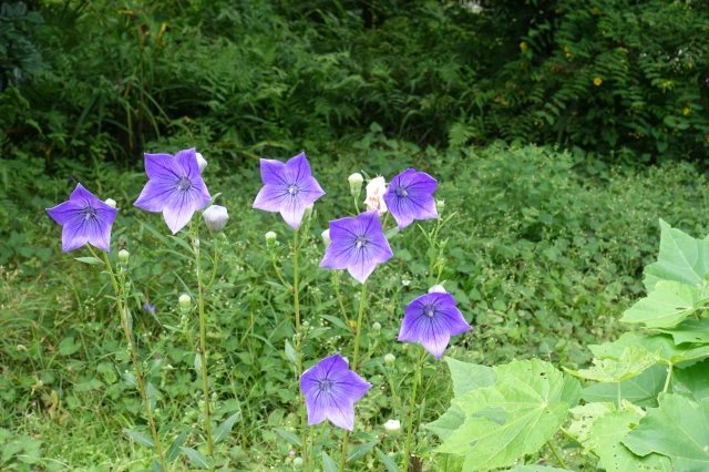 🏯 곡성사(고쿠쇼지) 이미지 7