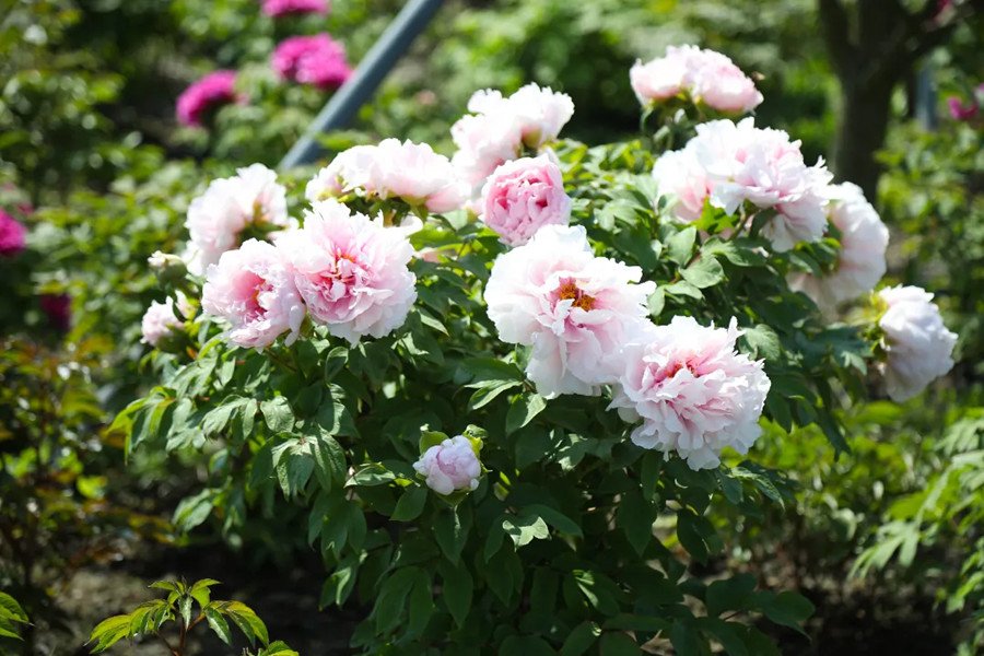 🏞️ 심수원(신슈엔) 이미지 9