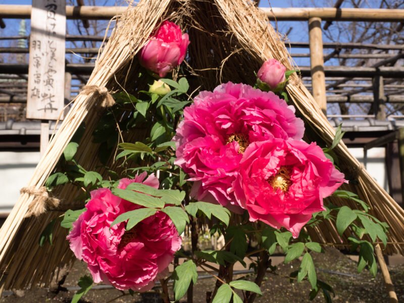 🏞️ 심수원(신슈엔) 이미지 8