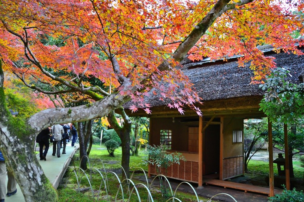 🍁 구넨안 이미지 5