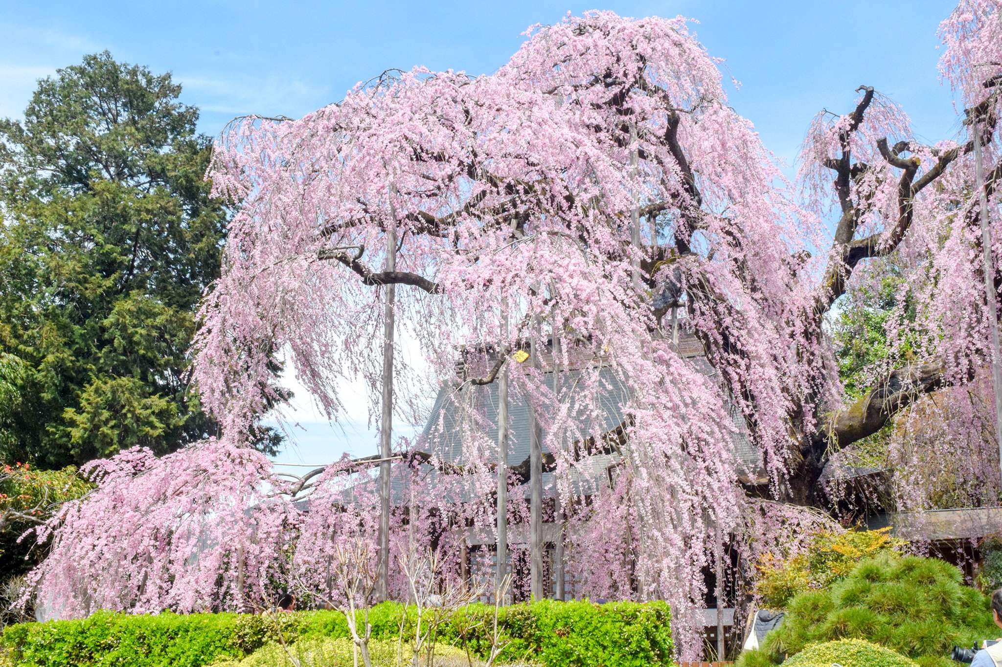 🌸 자운사(지운지)
