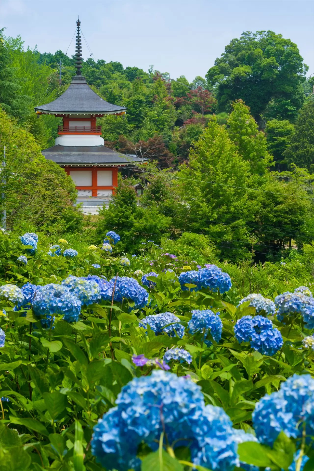 🏯 대성사(다이쇼지) 이미지 7