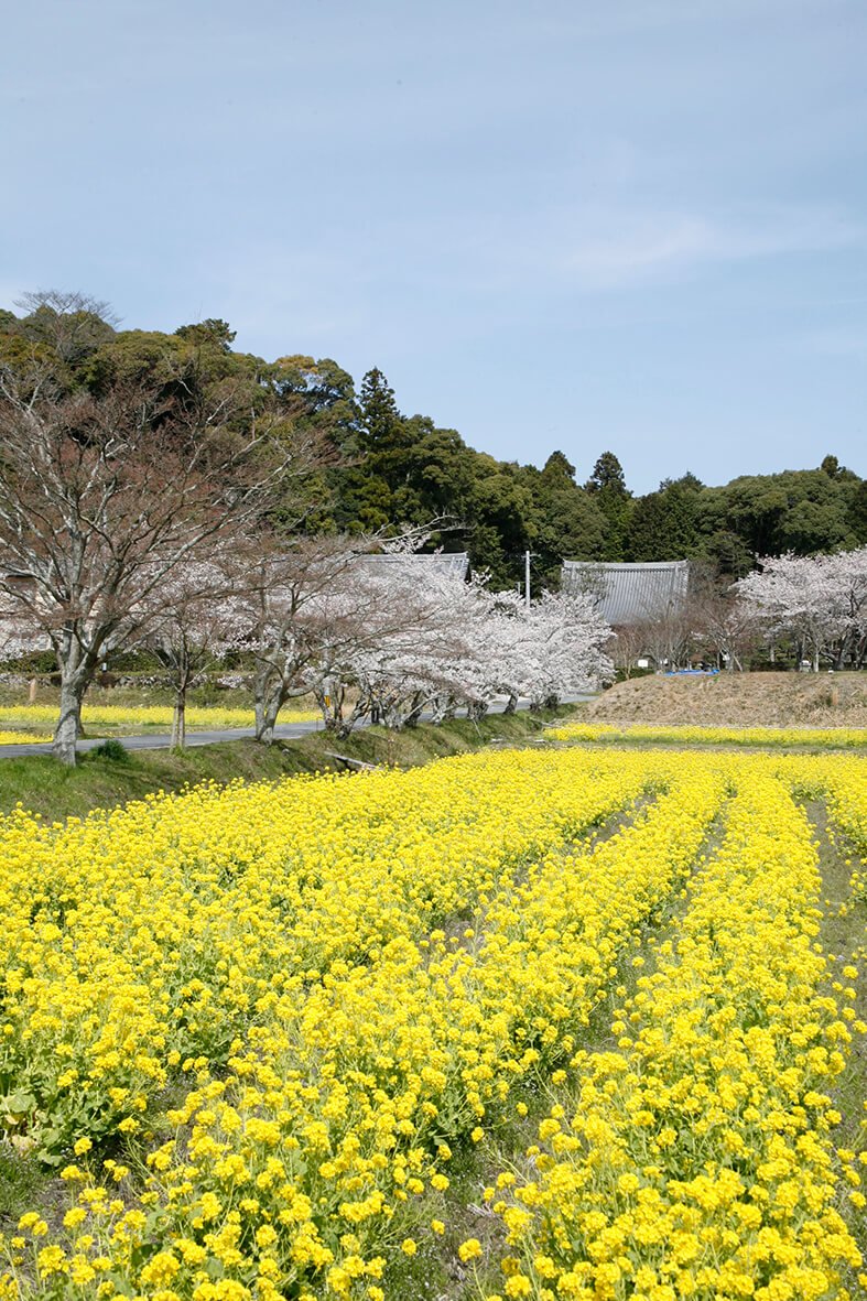 🏯 관음사(칸논지) (오미도) 이미지 6