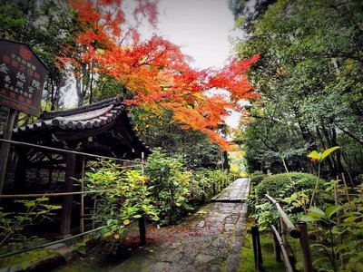 🏯 금지인(콘치인)