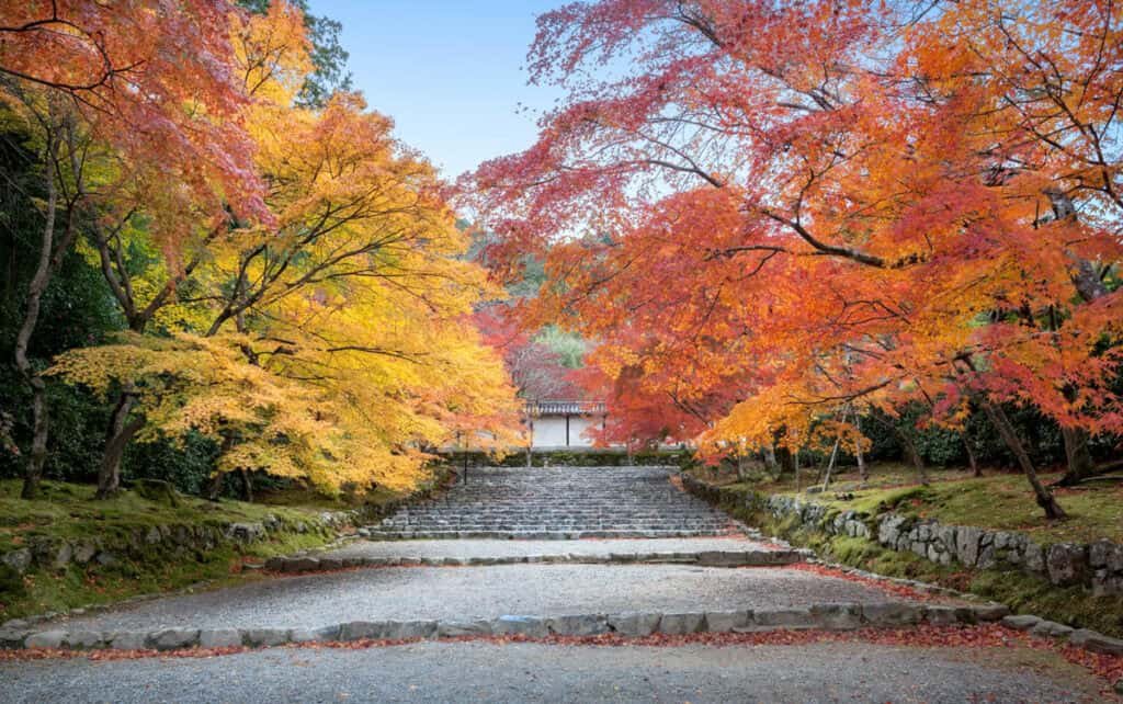 ⛩️ 니손인 이미지 6