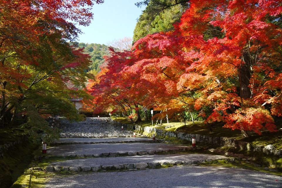 ⛩️ 니손인 이미지 8