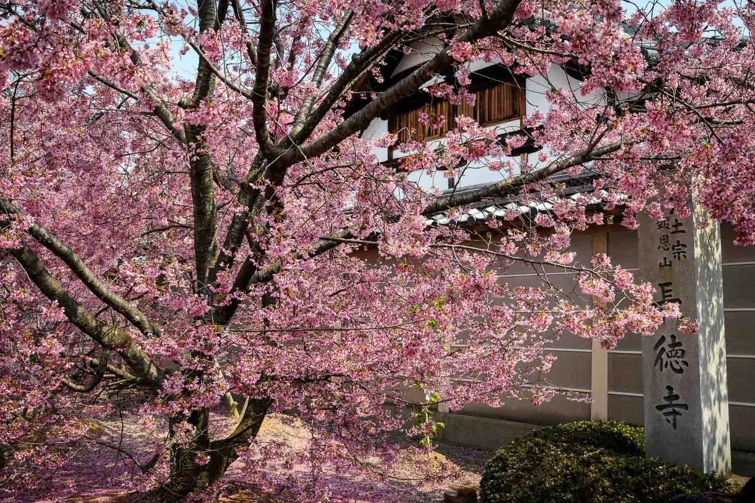 ⛩️ 다이호온지(센본샤카도) 이미지 10