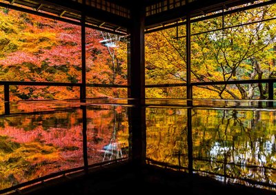 🍁 루리코인(瑠璃光院)