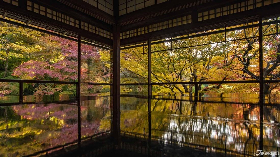 🍁 루리코인(瑠璃光院) 이미지 3