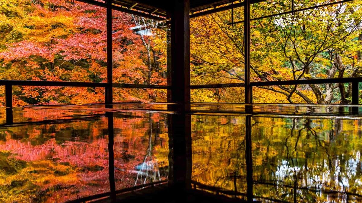 🍁 루리코인(瑠璃光院) 이미지 4