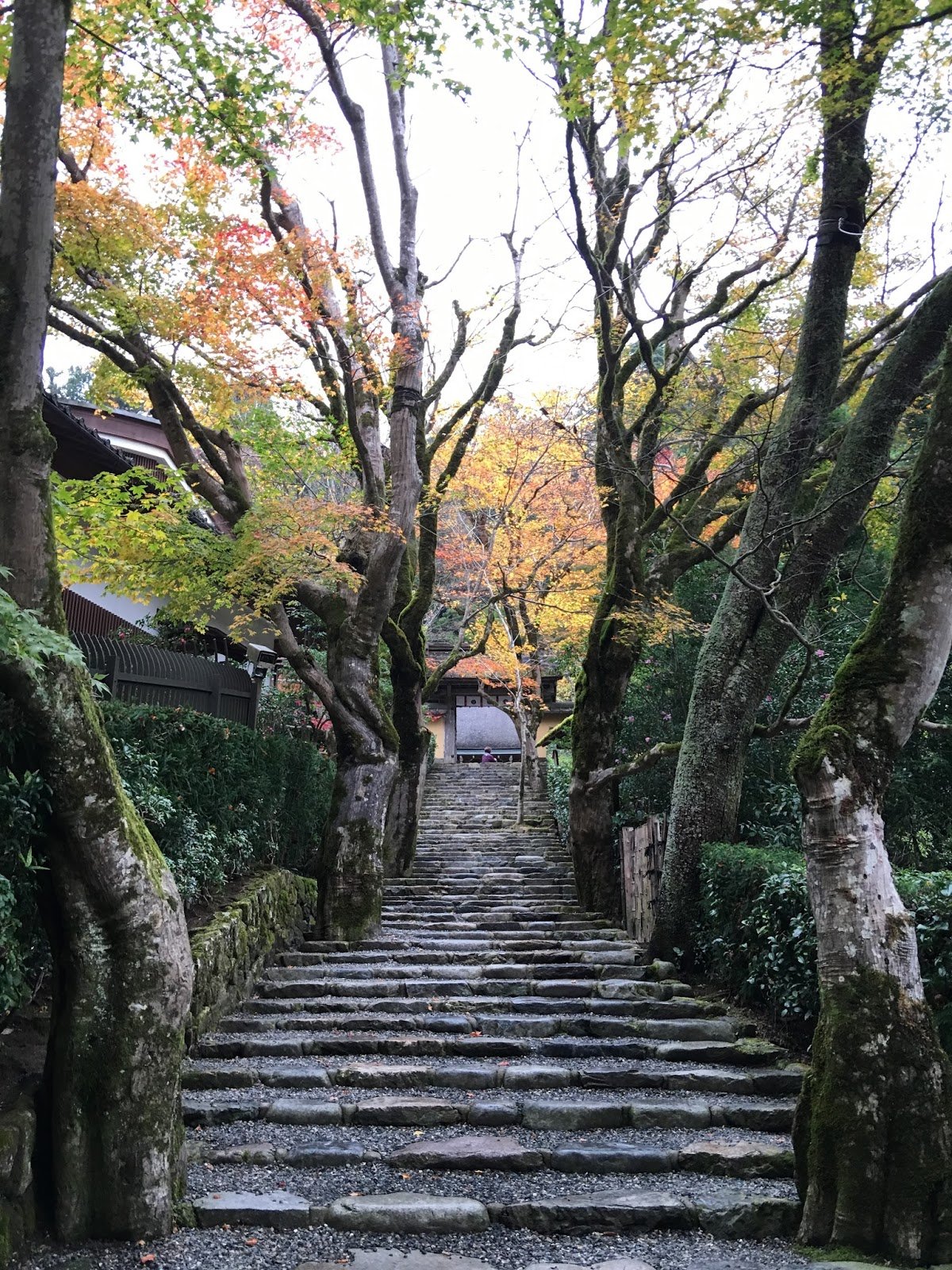 🏯 잣코인 이미지 6