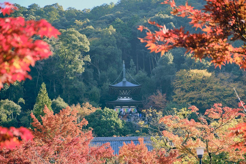 🍁 젠린지(에이칸도) 이미지 6
