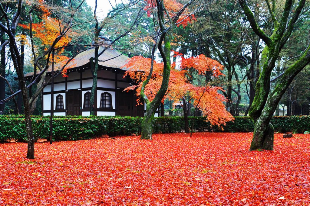 🍁 진정극락사(신쇼고쿠라쿠지) 이미지 3