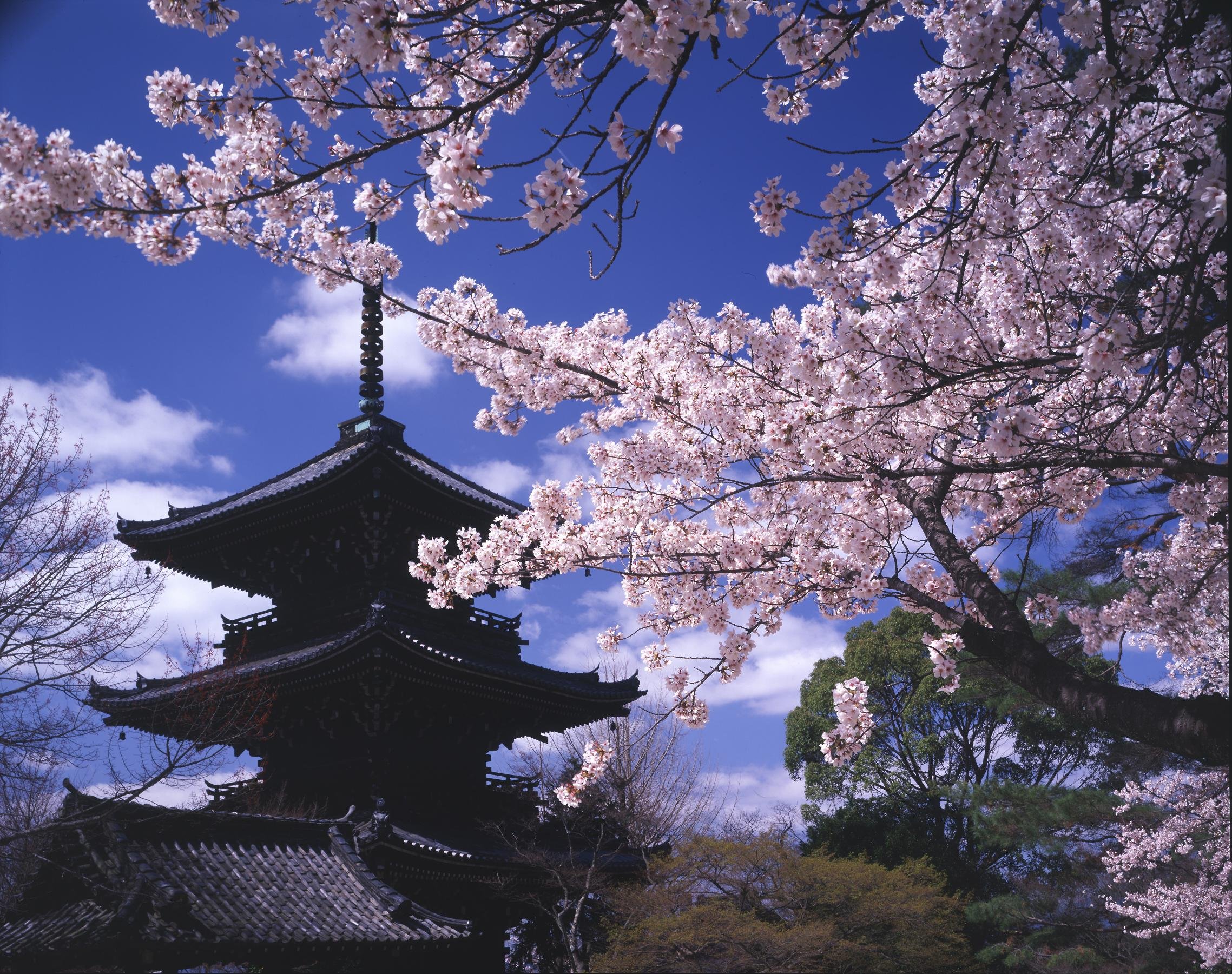 🍁 진정극락사(신쇼고쿠라쿠지) 이미지 4