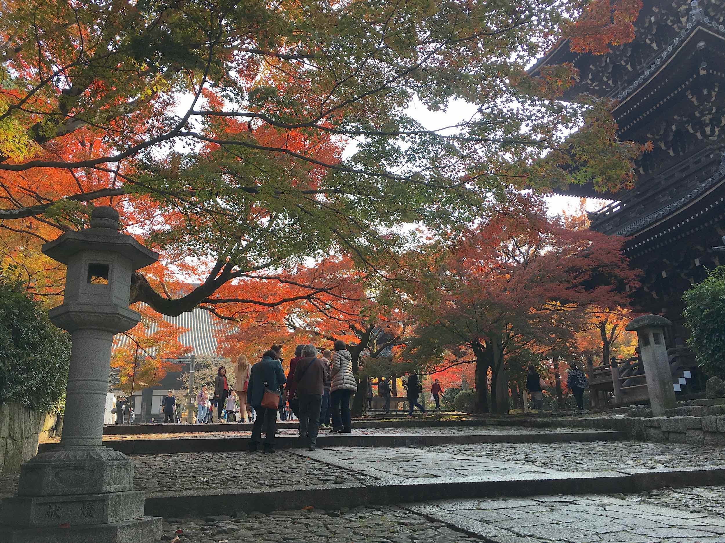 🍁 진정극락사(신쇼고쿠라쿠지) 이미지 5