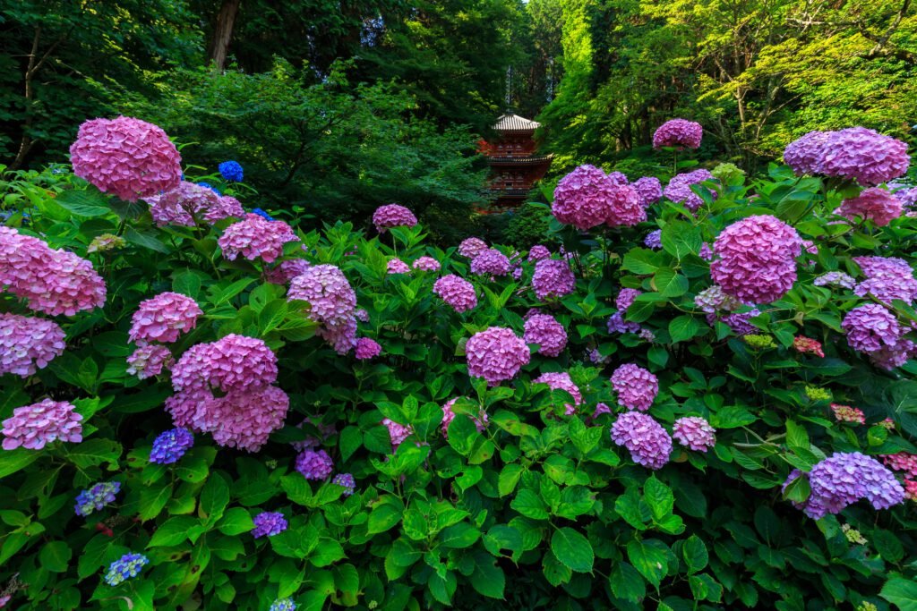 卍 암선사(간센지) 이미지 4