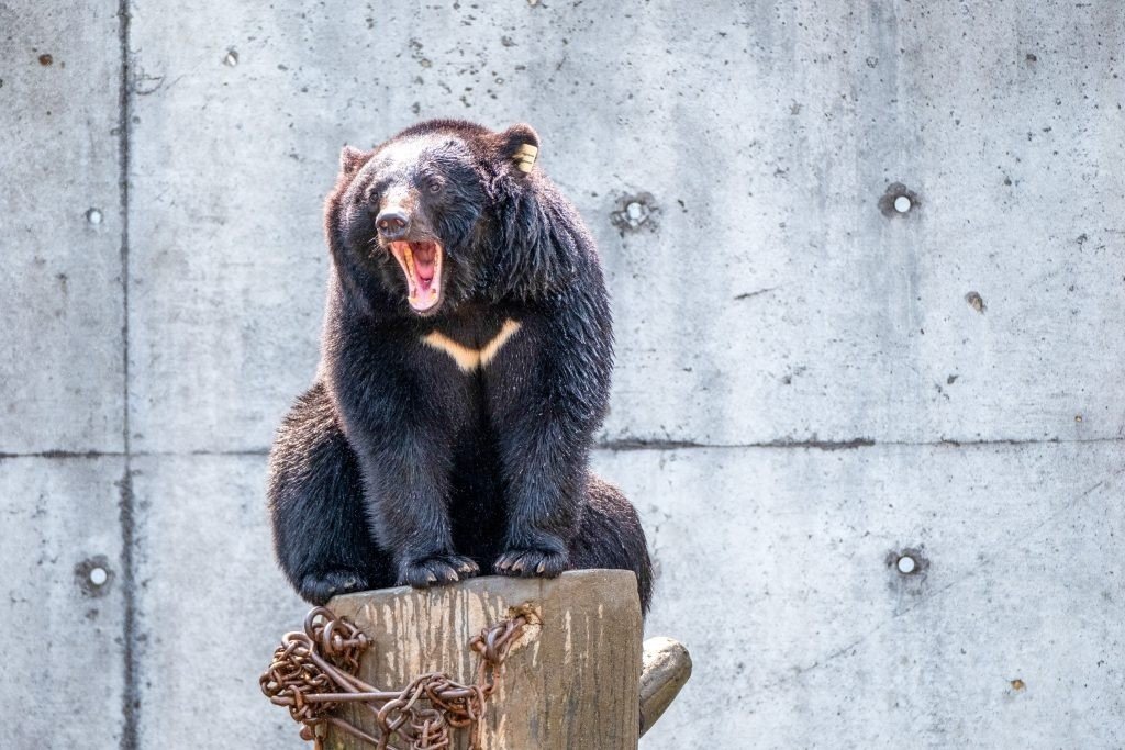 🐻 곰곰동산(쿠마쿠마엔) 이미지 1
