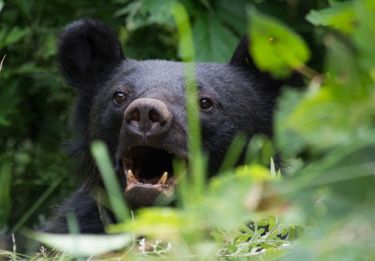 🐻 곰곰동산(쿠마쿠마엔)