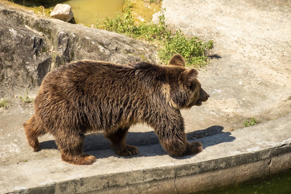 🐻 곰곰동산(쿠마쿠마엔) 이미지 9