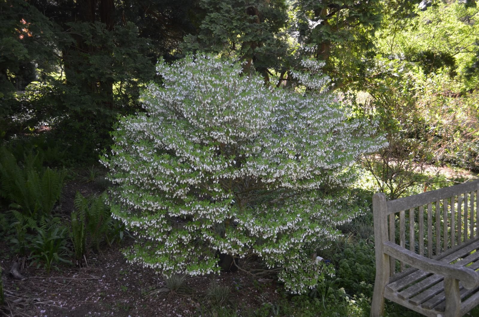 🏯 대룡사(다이류지) 이미지 4