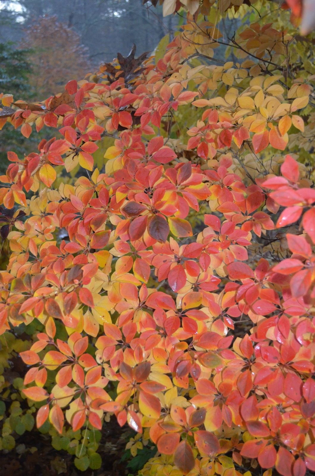 🏯 대룡사(다이류지) 이미지 12