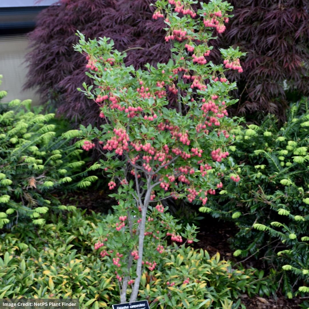 🏯 대룡사(다이류지) 이미지 7