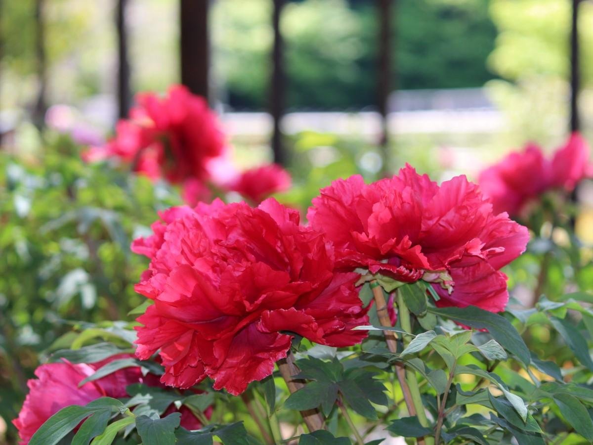 🌸 도쿠가와엔 이미지 9