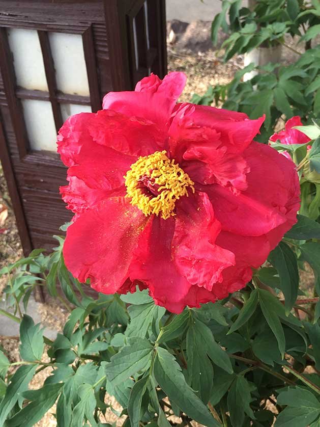 🌸 도쿠가와엔 이미지 8