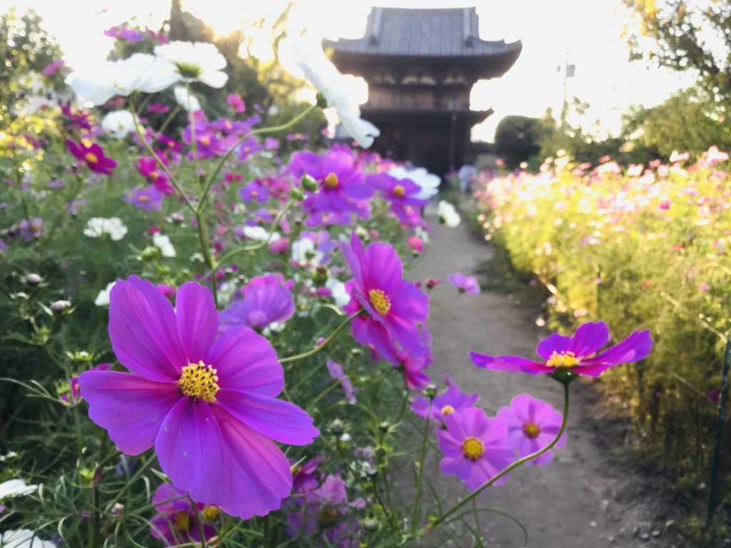 🌸 반냐지(般若寺) 이미지 13