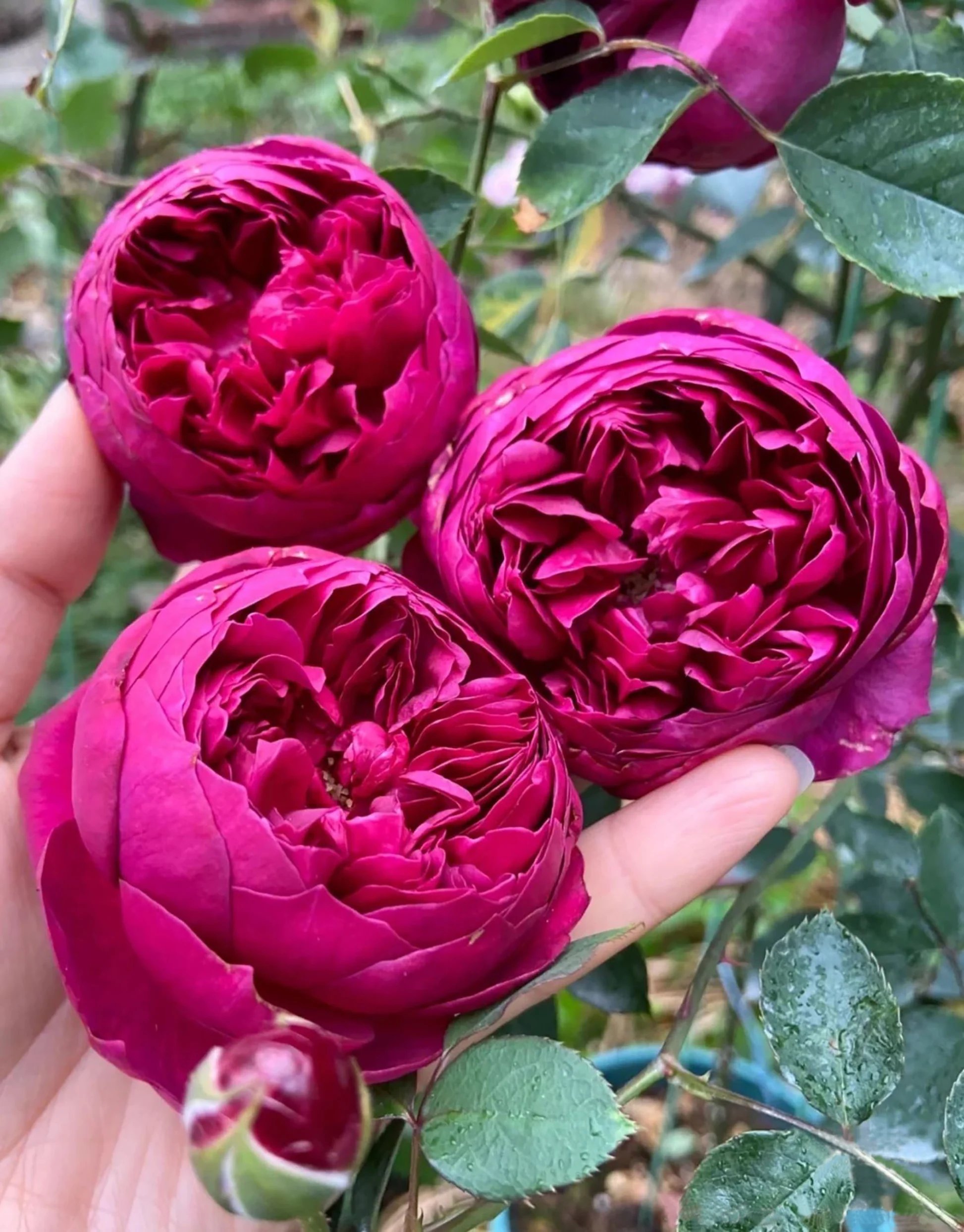 🏯 영산사(료센지) 이미지 10