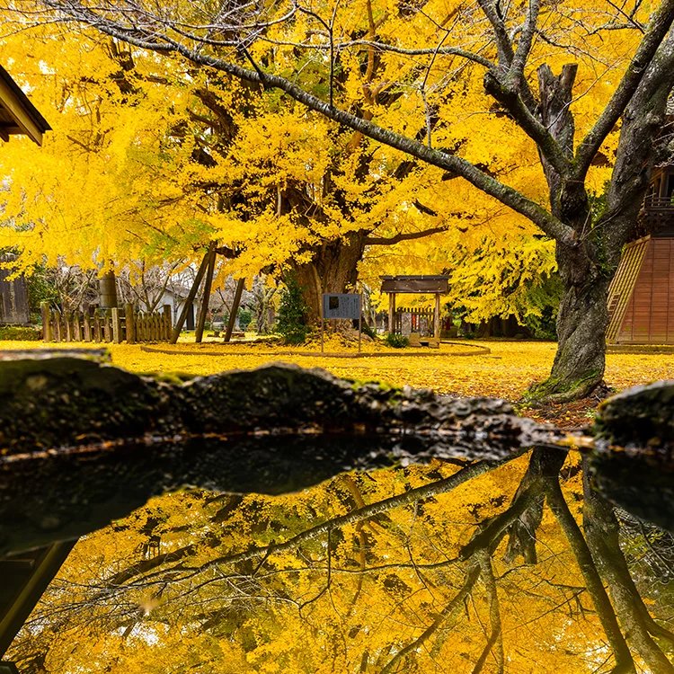 🏯 서련사(사이렌지) 이미지 6