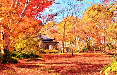 ⛩️ 이치조인 이미지 2