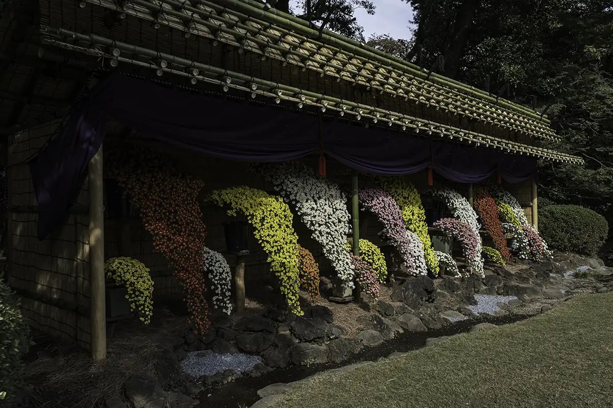 ⛩️ 이치조인 이미지 8