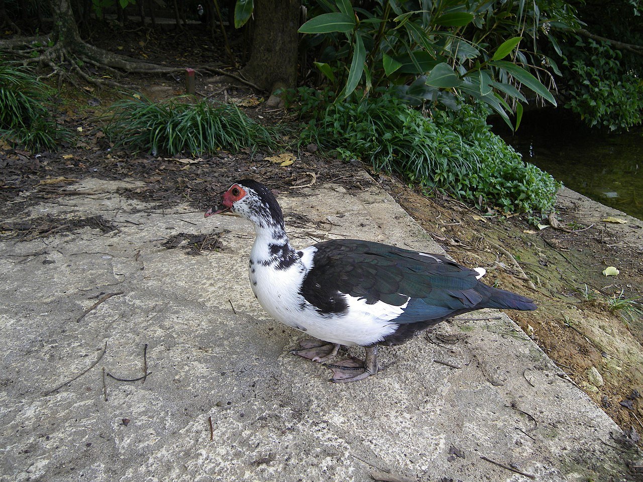 🏞️ 용담(류탄) 이미지 4