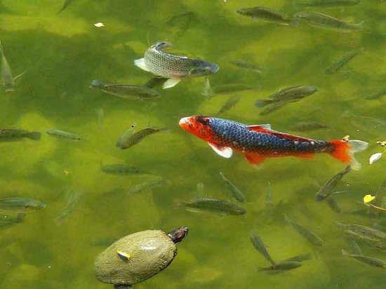 🏞️ 용담(류탄) 이미지 7