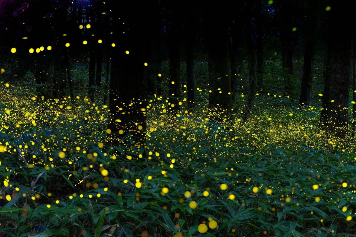 🏞️ 라쇼몬 이미지 9