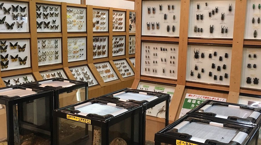 🐞 곤충랜드(무시무시란도) 이미지 6