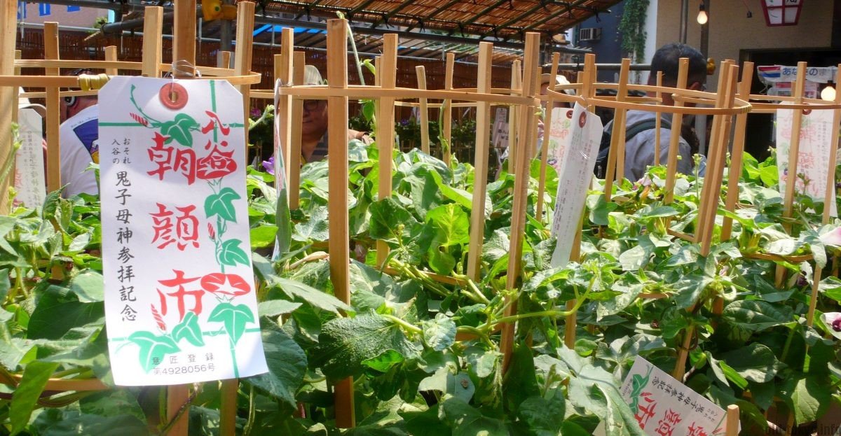 🏮 신겐지 이미지 6