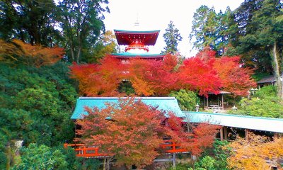 🕌 코야지 이미지 2