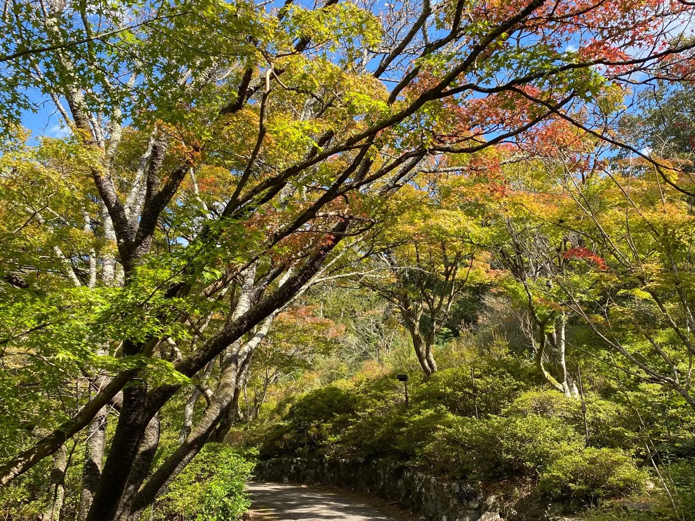 🕌 코야지 이미지 10