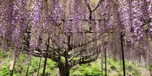 🌸 백호사(뱌쿠고지) 이미지 8