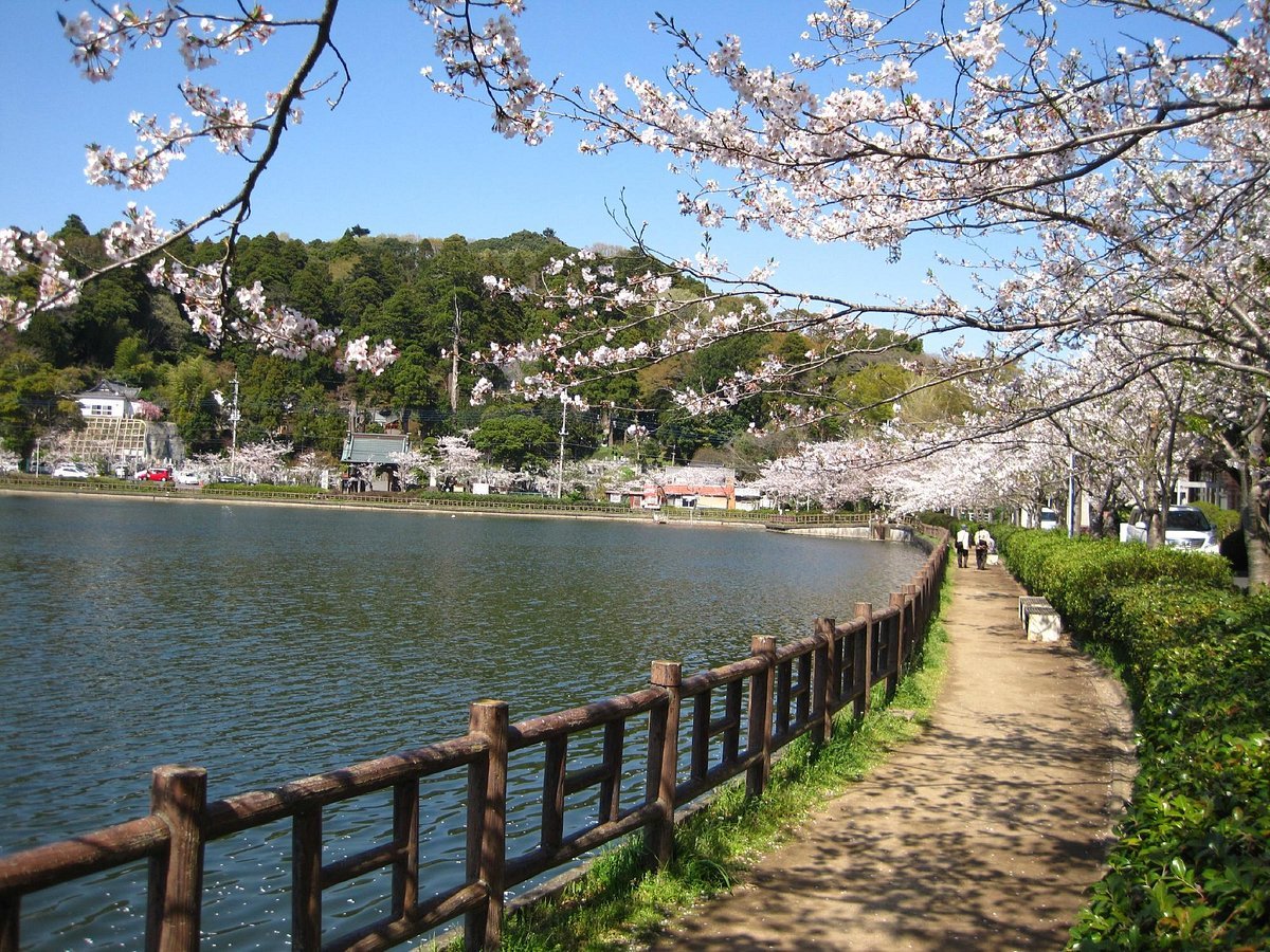 🌸 팔학호(핫카쿠코) 이미지 1