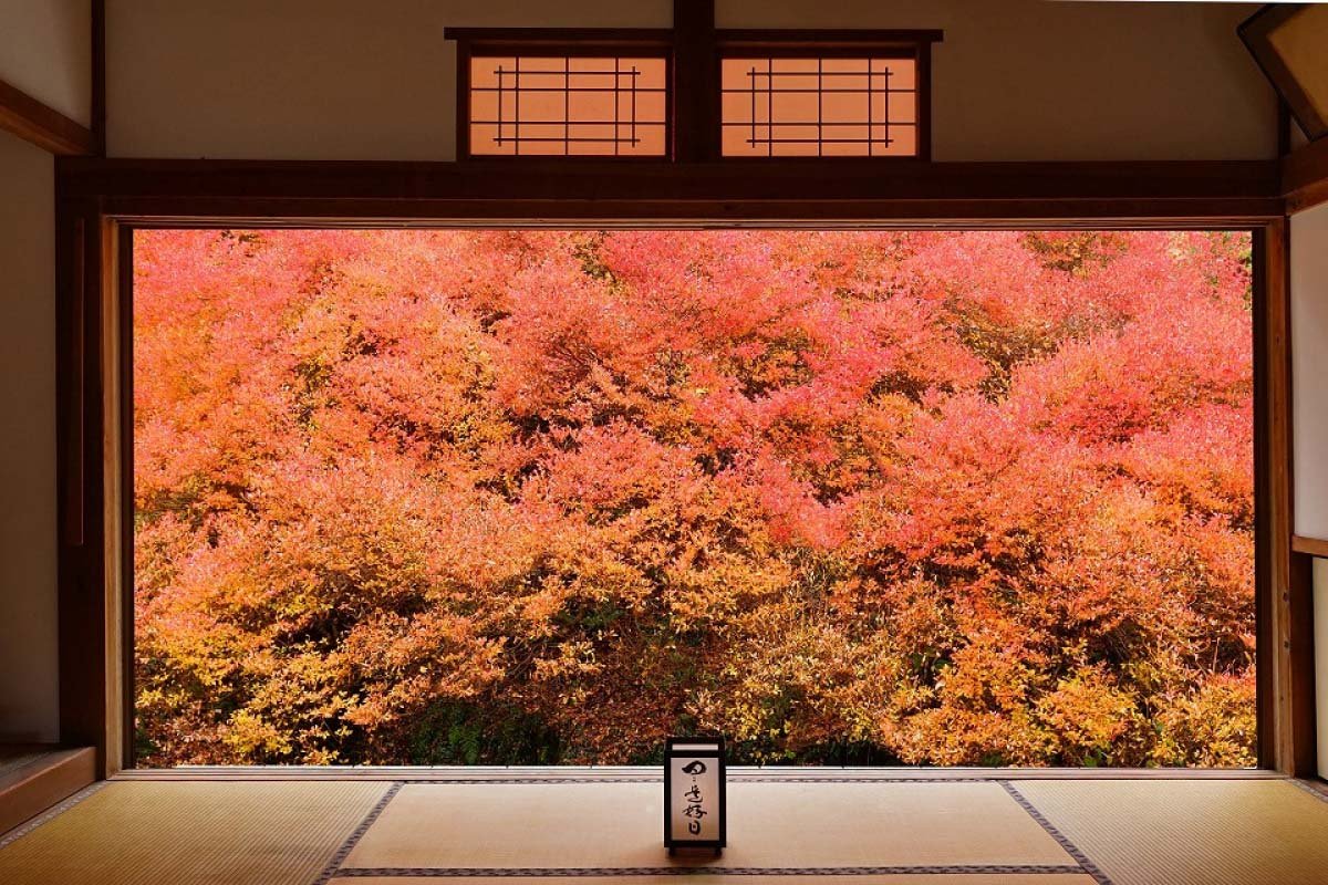 🍁 안코쿠지 이미지 6