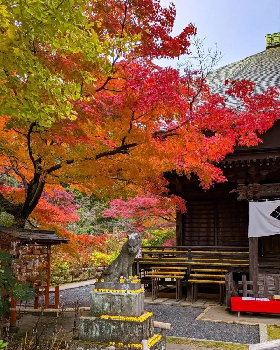 🏯 다문원(타몬인) 이미지 7