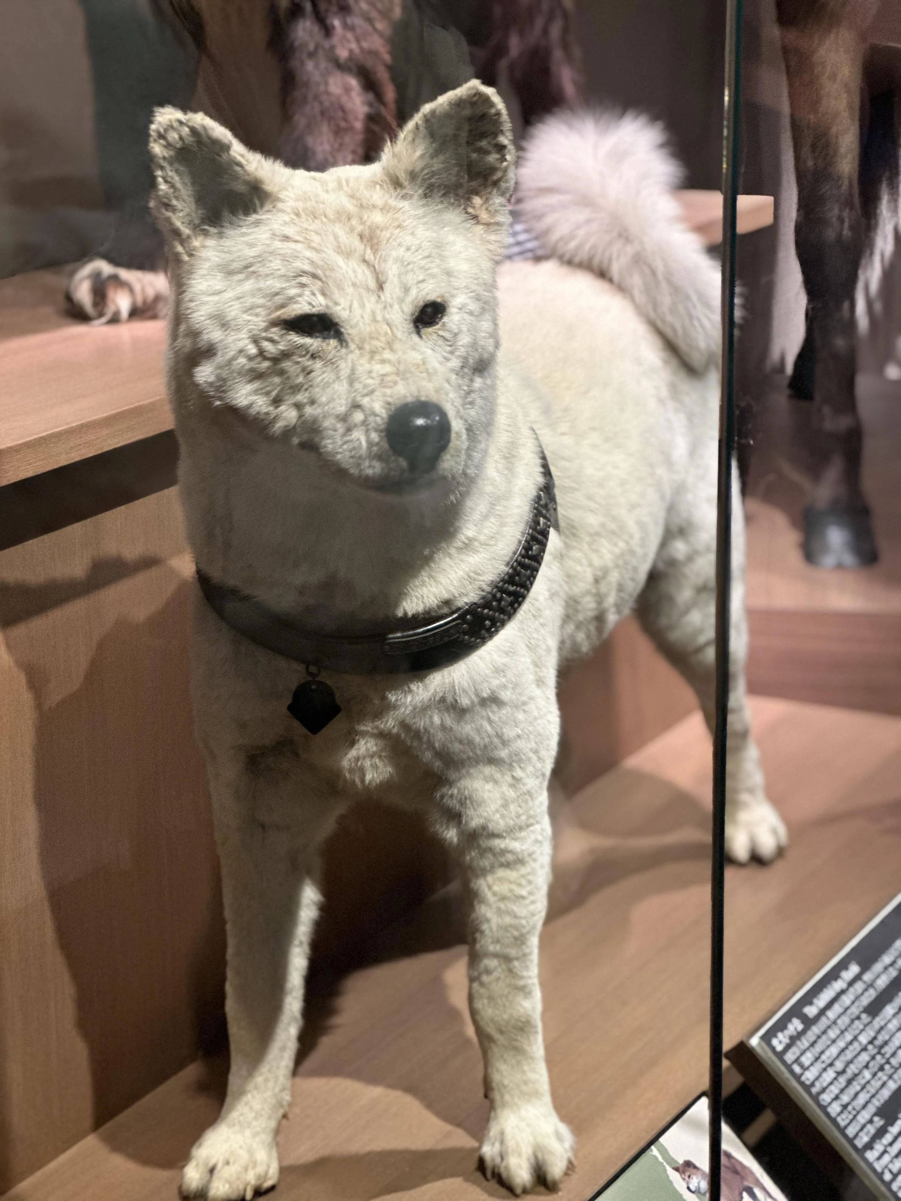 🏛️ 국립과학박물관 이미지 4