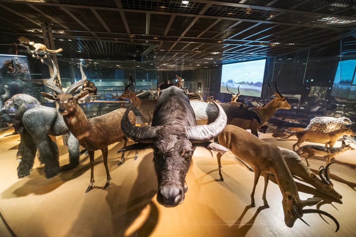 🏛️ 국립과학박물관 이미지 10