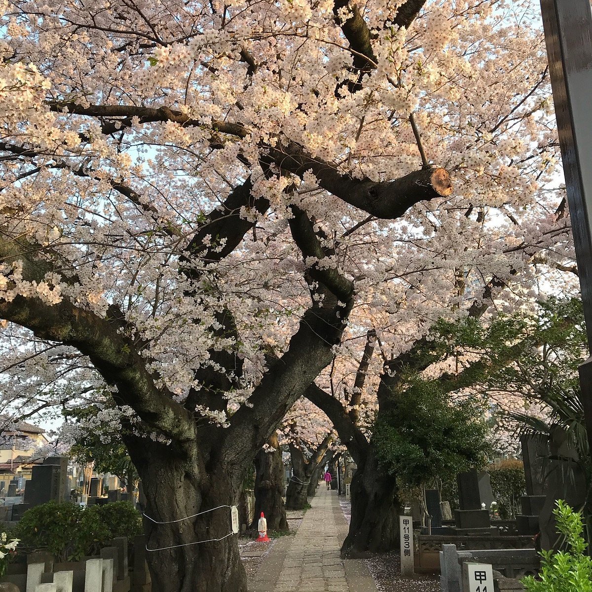 🏯 천왕사(덴노지) 이미지 5