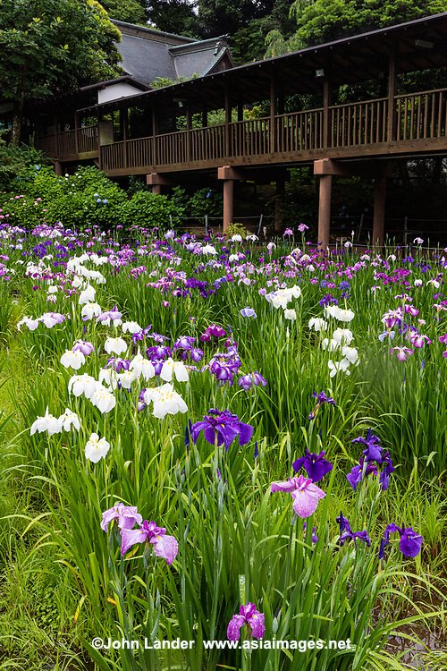 🌸 본토사(혼도지) 이미지 4